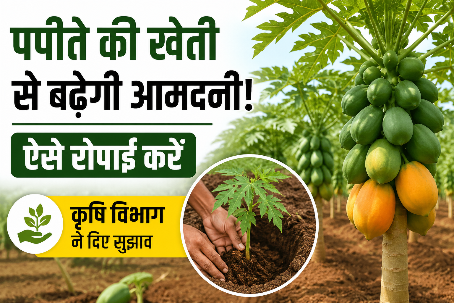 पपीते की खेती से बढ़ेगी आमदनी! ऐसे करें रोपाई, कृषि विभाग ने किसानों को दिए जरूरी सुझाव Papita Ki Kheti Kaise Kare