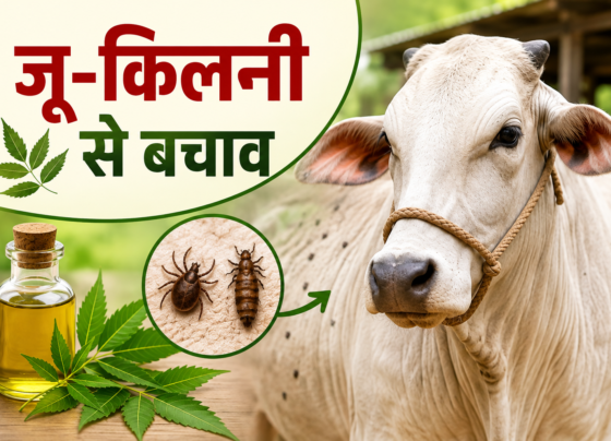 Pashuon Me Ju Aur Kilni Ka Gharelu Upay