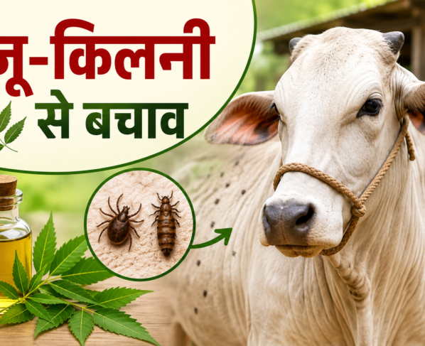Pashuon Me Ju Aur Kilni Ka Gharelu Upay