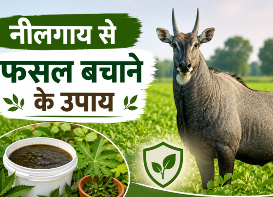 Neelgai Se Fasal Bachane Ke Upay