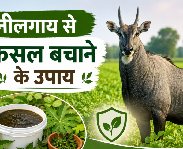Neelgai Se Fasal Bachane Ke Upay