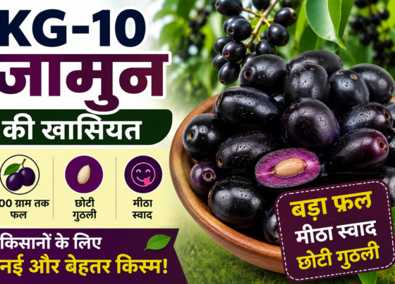 KG-10 Jamun Ki Khaasiyat