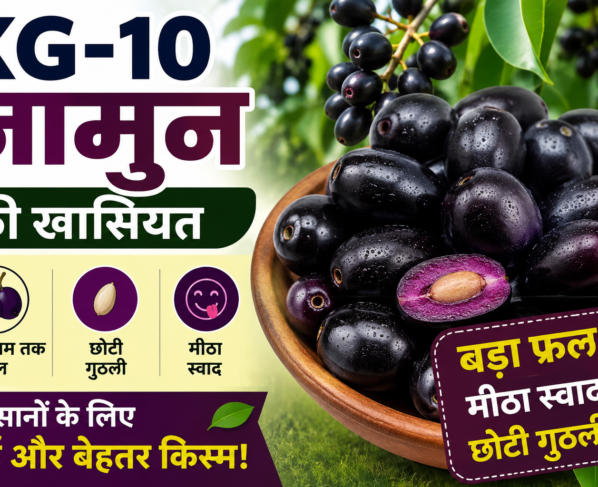 KG-10 Jamun Ki Khaasiyat