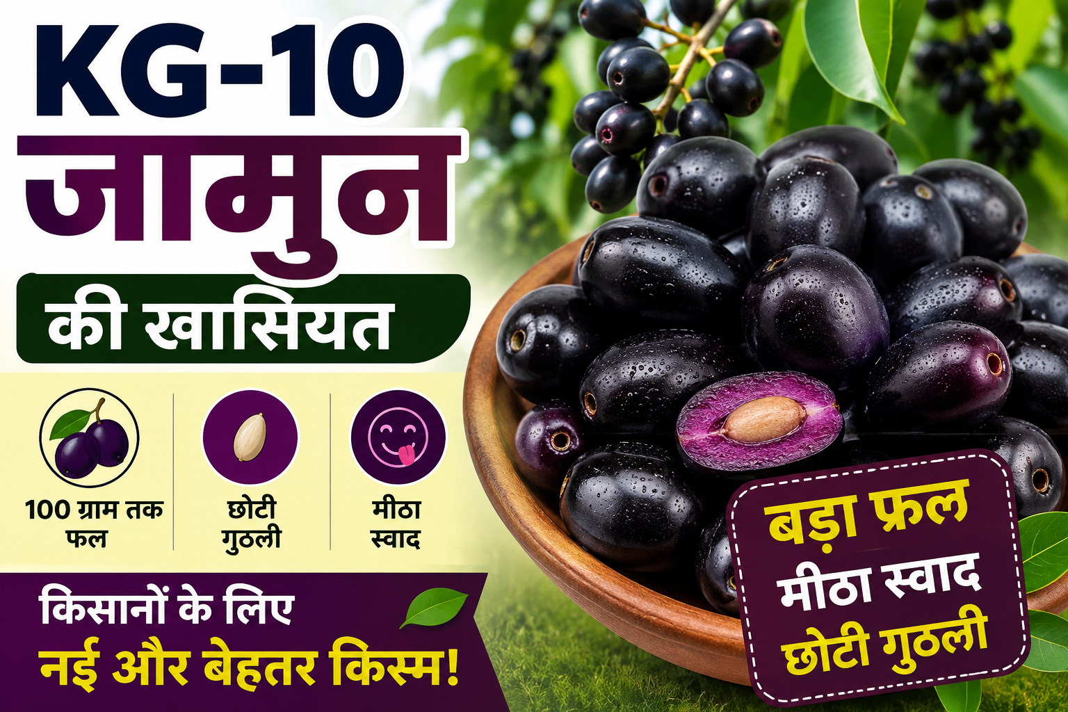 किसानों के लिए क्यों खास है यह जामुन की किस्म, बड़ा आकार, मीठा स्वाद और 5-6 दिन तक ताजगी KG-10 Jamun Ki Khaasiyat