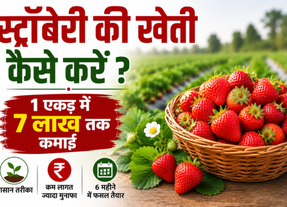 Strawberry Ki Kheti Kaise Karein?
