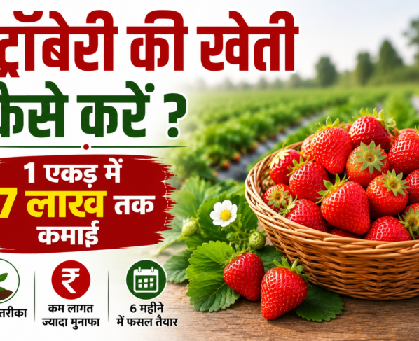 Strawberry Ki Kheti Kaise Karein?