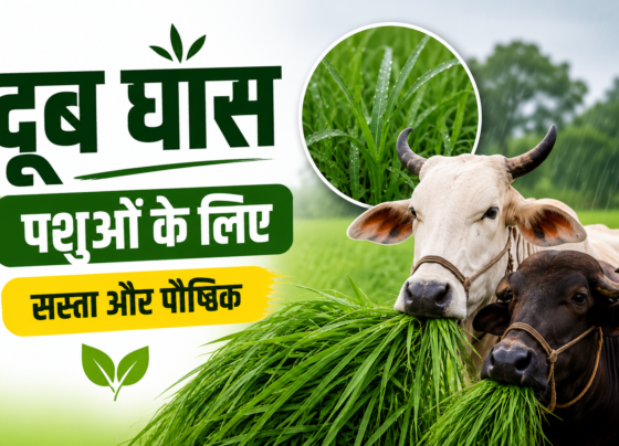 Doob Ghas Ke Fayde Pashuon Ke Liye