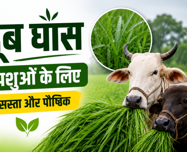 Doob Ghas Ke Fayde Pashuon Ke Liye