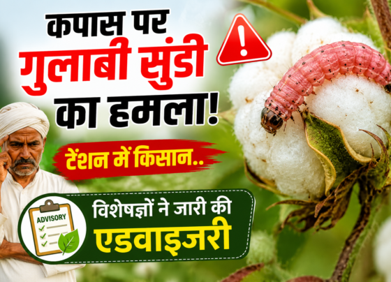 Kapas Par Gulabi Sundi Ka Hamla