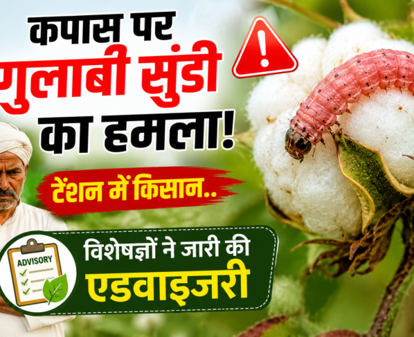 Kapas Par Gulabi Sundi Ka Hamla
