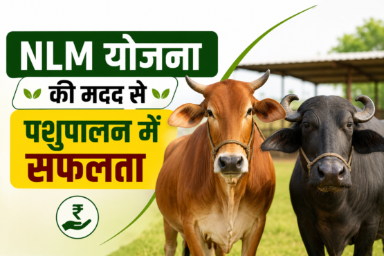 NLM Yojana Se Pashupalan Vyavsay Kaise Shuru Kare?