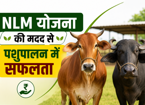 NLM Yojana Se Pashupalan Vyavsay Kaise Shuru Kare?
