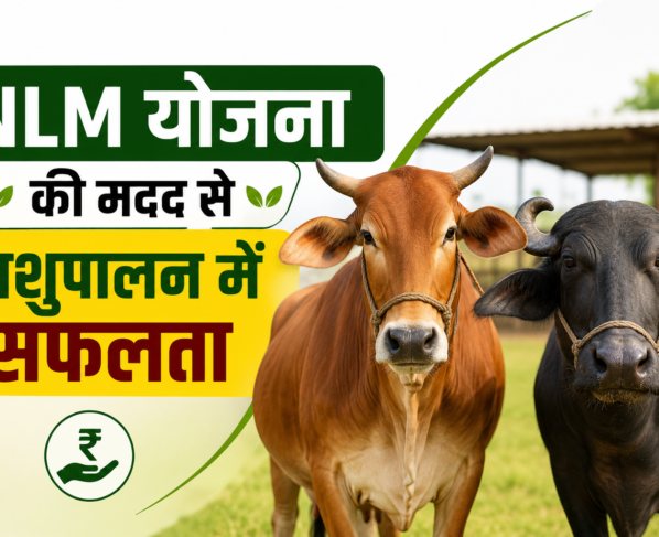 NLM Yojana Se Pashupalan Vyavsay Kaise Shuru Kare?