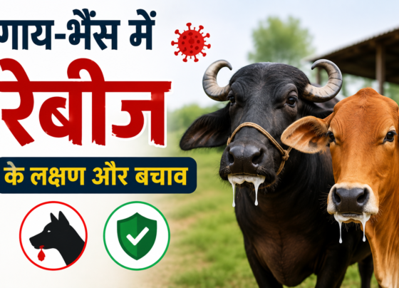 Gaay-Bhains Mein Rabies Ke Lakshan Aur Bachav
