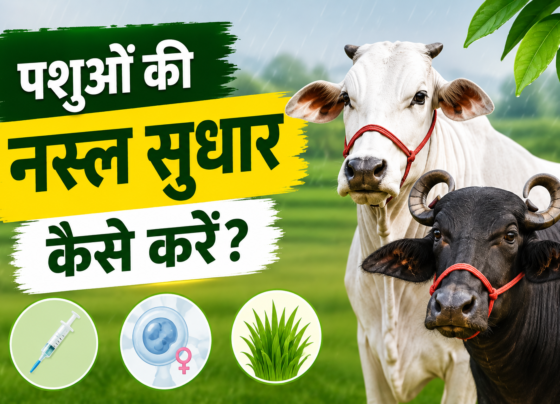 Pashuon Ki Nasl Sudhar Kaise Karein?