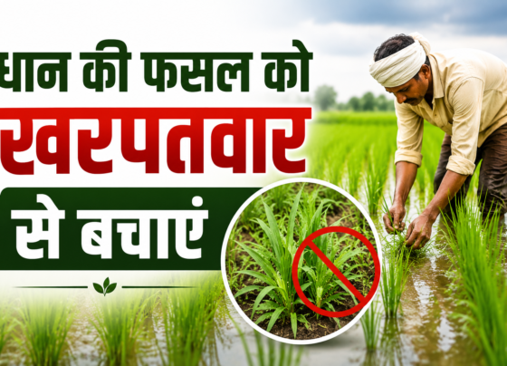 Dhaan Ki Fasal Ko Kharpatwar Se Bachayein