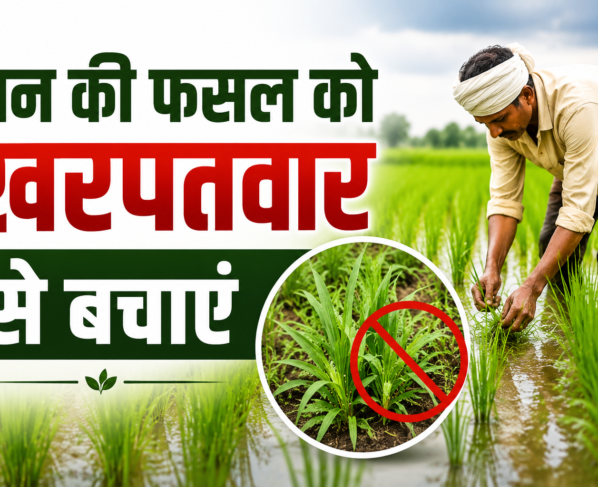 Dhaan Ki Fasal Ko Kharpatwar Se Bachayein