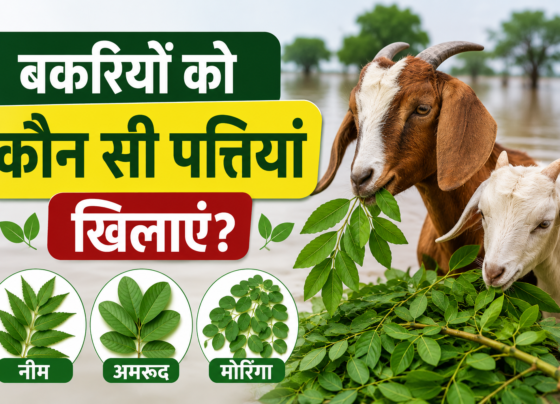 Bakriyon Ko Kaun Si Pattiyan Khilayen
