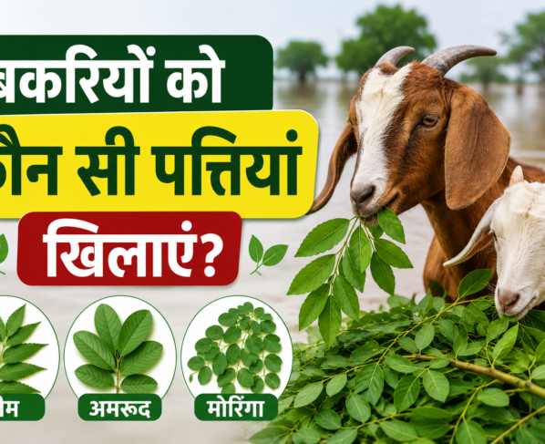 Bakriyon Ko Kaun Si Pattiyan Khilayen