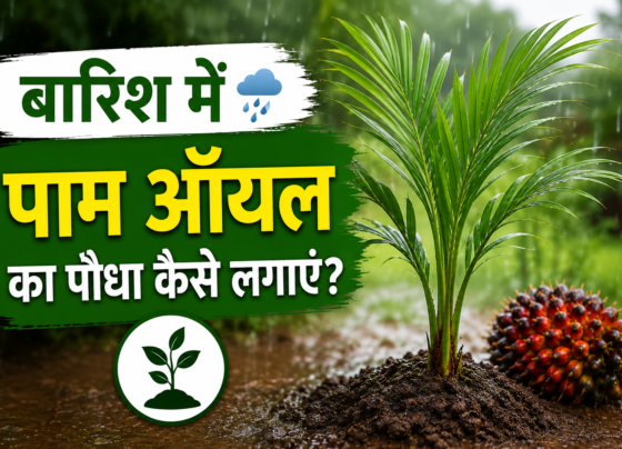 Barish Mein Palm Oil Ka Paudha Kaise Lagaye