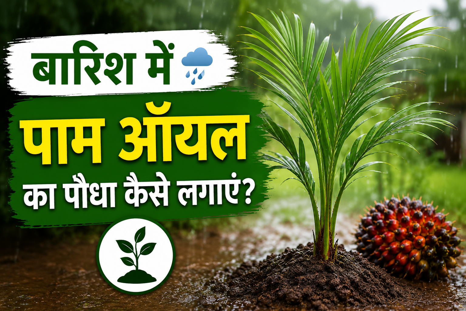 बारिश में पाम ऑयल का पौधा कैसे लगाएं? जानिए सही तरीका और देखभाल Barish Mein Palm Oil Ka Paudha Kaise Lagaye