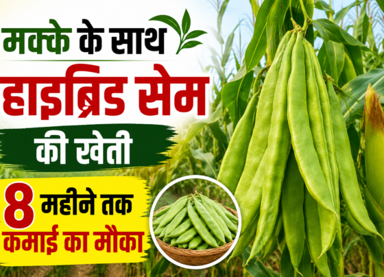 Makke Ke Sath Hybrid Sem Ki Kheti
