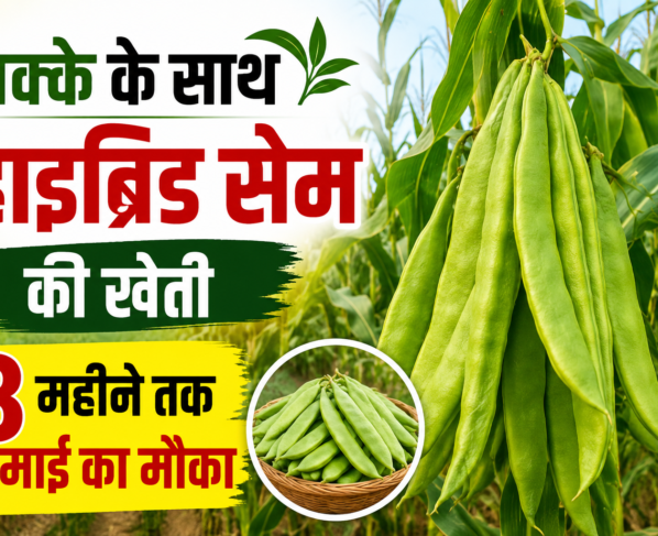 Makke Ke Sath Hybrid Sem Ki Kheti