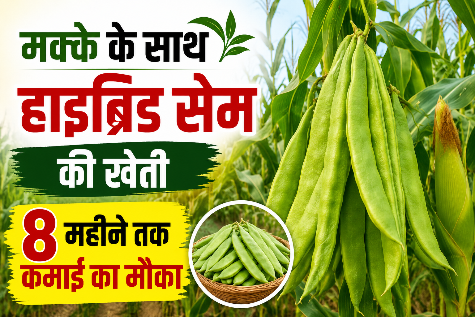 8 महीने तक होगी कमाई, छपरा के किसान से जानें सही तरीका Makke Ke Sath Hybrid Sem Ki Kheti
