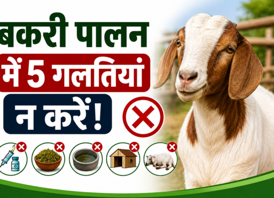 Bakri Palan Me Kin Galtiyon Se Bachna Chahiye