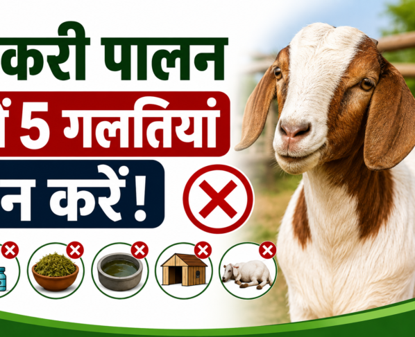 Bakri Palan Me Kin Galtiyon Se Bachna Chahiye