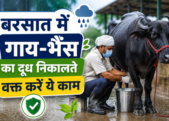 Barsat Mein Gay-Bhains Ka Doodh Nikalte Waqt Karen Ye Kaam