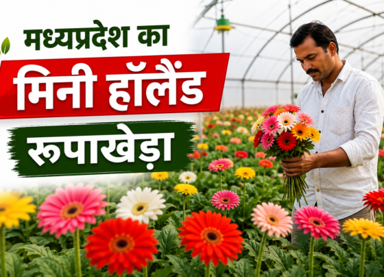 Madhya Pradesh Me Rupakheda Ki Polyhouse Kheti