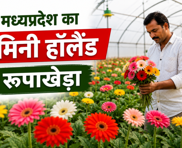 Madhya Pradesh Me Rupakheda Ki Polyhouse Kheti