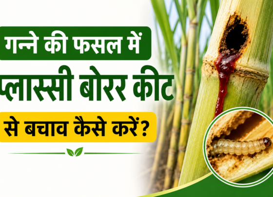 Ganne Ki Fasal Mein Plassey Borer Keet Se Bachav Kaise Karein