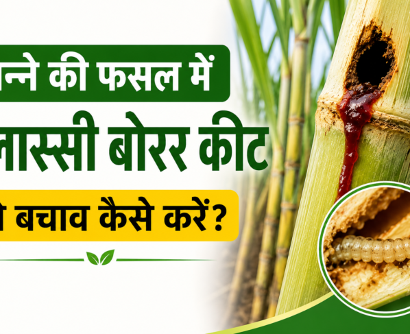 Ganne Ki Fasal Mein Plassey Borer Keet Se Bachav Kaise Karein