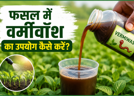 Fasal Mein Vermiwash Ka Upyog Kaise Karein?