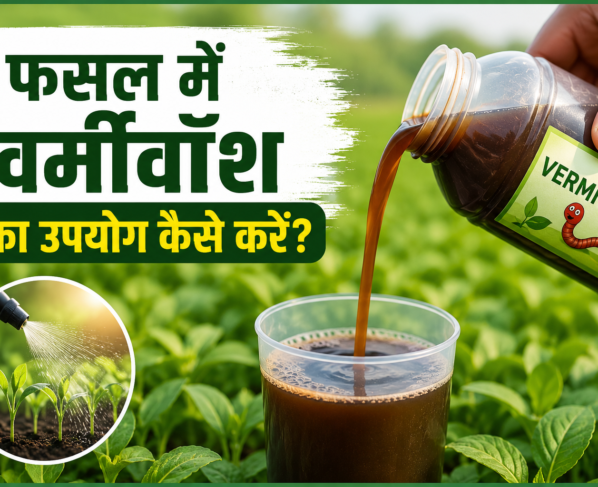 Fasal Mein Vermiwash Ka Upyog Kaise Karein?