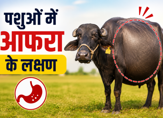 Pashuon Mein Afara Ke Lakshan