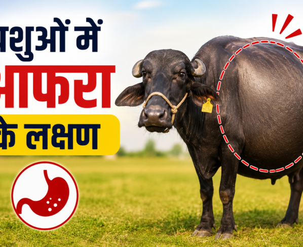 Pashuon Mein Afara Ke Lakshan
