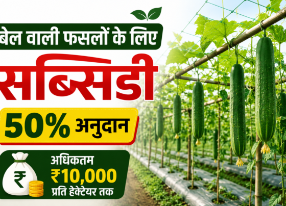 Bel Wali Faslon Ke Liye Subsidy