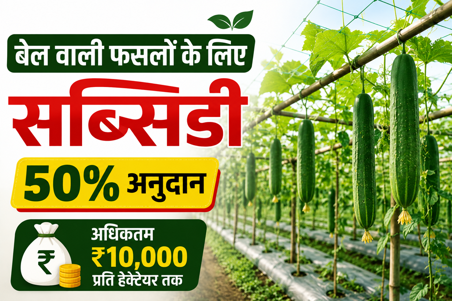 किसानों को मिलेगा 50% अनुदान,अब जमीन पर नहीं फैलेगी बेल, सरकार देगी मदद Bel Wali Faslon Ke Liye Subsidy