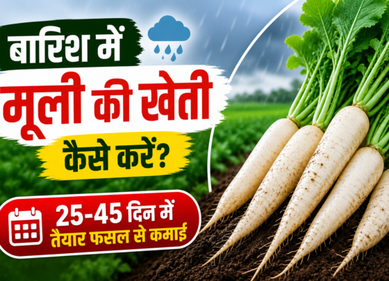 Barsat Mein Muli Ki Kheti Kaise Kare