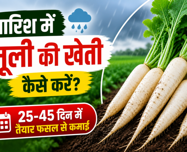 Barsat Mein Muli Ki Kheti Kaise Kare