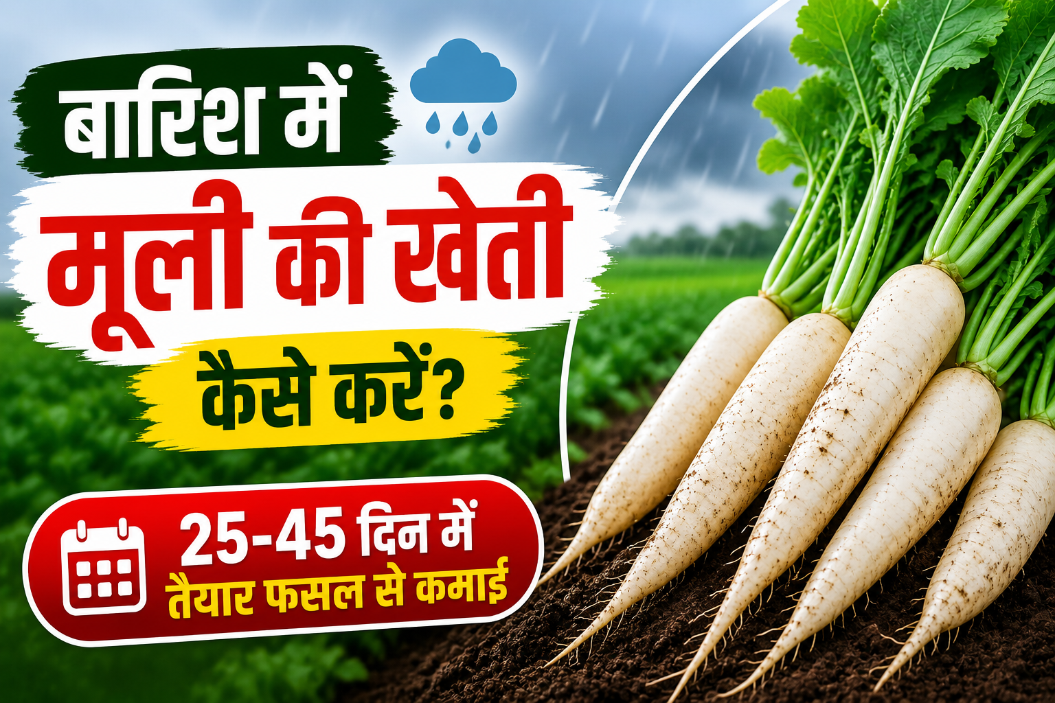 बारिश में मूली की खेती से कम समय में कमाई, 25-45 दिन में तैयार होगी फसल Barsat Mein Muli Ki Kheti Kaise Kare?