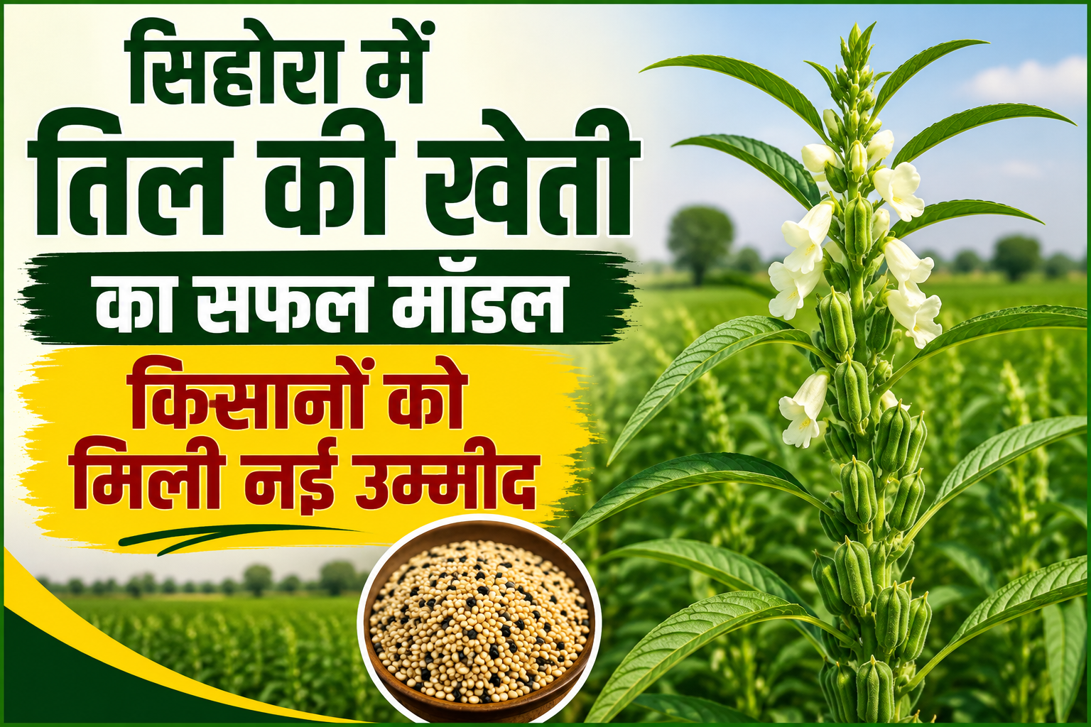 किसानों को मिली नई उम्मीद, सिहोरा में तिल की खेती का सफल मॉडल Sihora Mein Til Ki Kheti Ka Safal Model