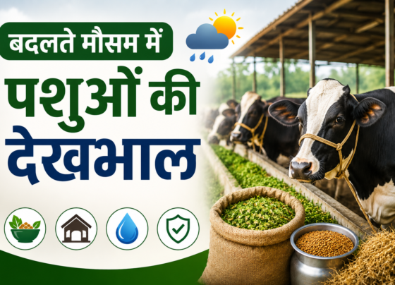 Badalte Mausam Mein Pashuon Ki Dekhbhal