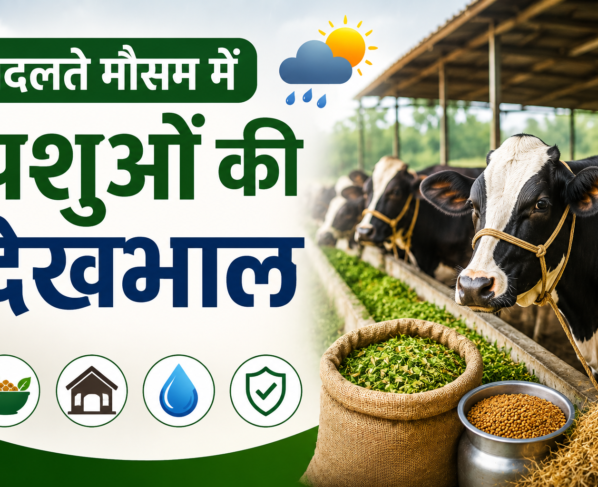 Badalte Mausam Mein Pashuon Ki Dekhbhal