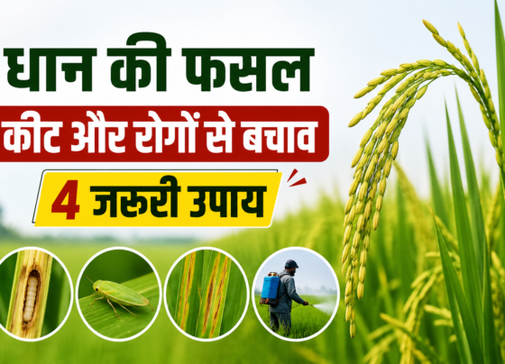Dhan Ki Fasal Mein Keet Aur Rogon Se Bachav Kaise Kare?