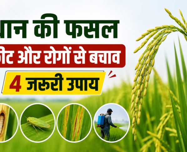 Dhan Ki Fasal Mein Keet Aur Rogon Se Bachav Kaise Kare?