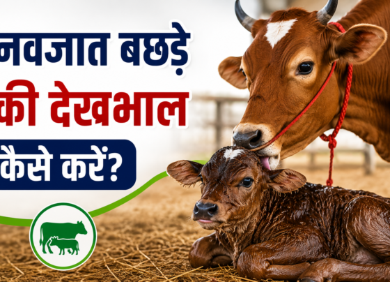 Navjat Bachde Ki Dekhbhal Kaise Kare?